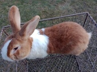 Predám králiky Šarišský obrovity