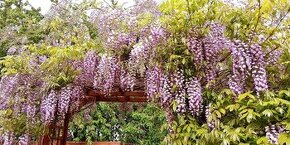 Wisteria do zahrady,na balkon k volieram