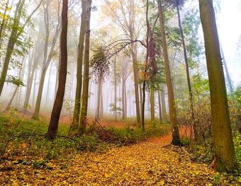 Podhradie (MT) – 19.000 m2 ORNÁ PÔDA a LES