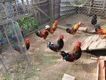 Kohút švedska kvetina