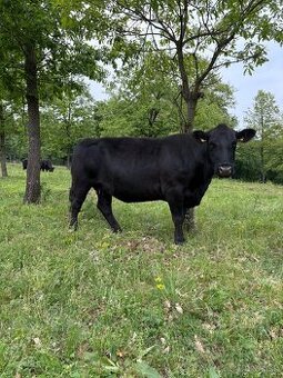 Kúpim Jalovice Aberdeen Angus-PONÚKNITE