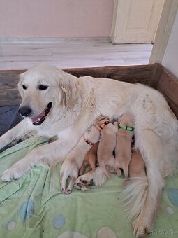 Zlatý retriever.