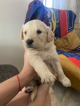 Zlatý retriever.