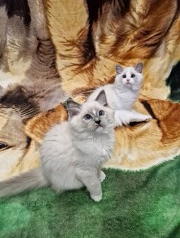 Ragdoll mačiatka