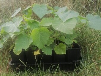 Paulownia