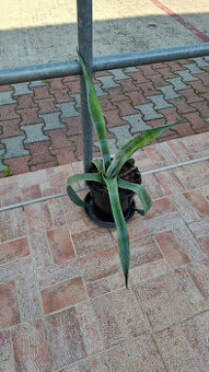 Agave gentryi