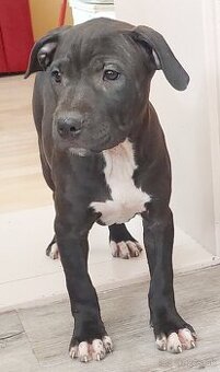 americky pitbulterier s pp - 1