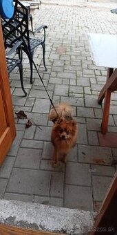 Psík na krytie.Nemeckýšpic pomerian.