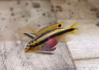 Ostriežik purpurový (Pelvicachromis pulcher)