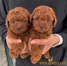 Kúpim Toy pudla/fenku