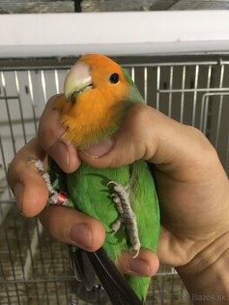 3 samice Agapornis ružovohrdly ( Roseicollis )