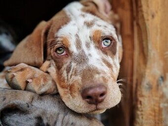 Louisiana Catahoula - Louisianský leopardí pes s PP