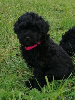 Pudel toy/trpasličí