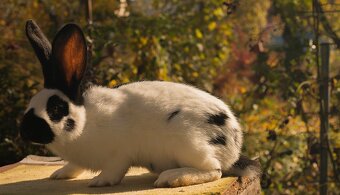 Nemecký obrovitý strakáč