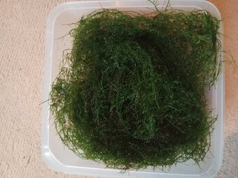 predam mach do akvaria / Java moss (Jávsky mach)