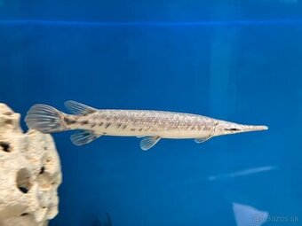 Predám gar (aligátorová ryba)