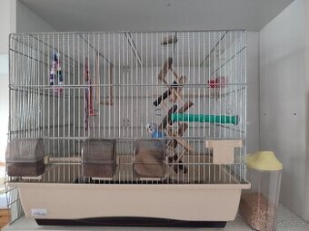 Andulka – dvojročný samček s kompletnou výbavou 🐦