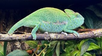 Chameleón Jemenský