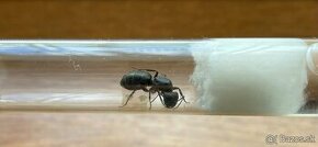 Predam camponotus vagus mravce,mravec,ant