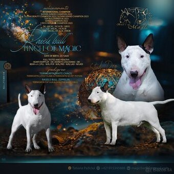 PINCH of MAGIC STUD DOG