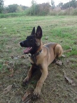 Predám fenku belgický ovčiak Malinois.