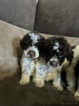 Lagotto romagnolo