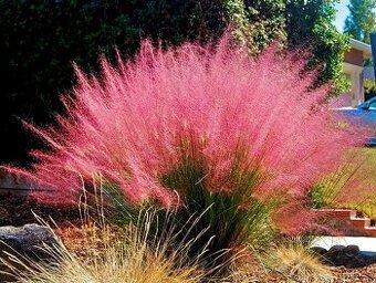 Pink Muhly grass - Muhlenbergia