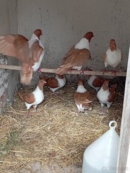 Moravský pštros žltý