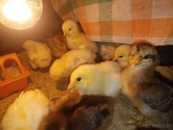 Kuriatka greenschel a dominant