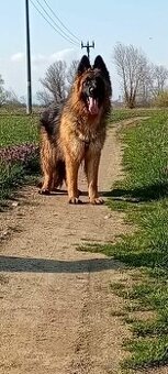 Nemeckého ovčiaka.”