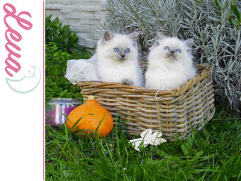 RAGDOLL kocúrik a mačička s rodokmeňom, s PP