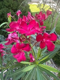 Oleander rôzne farby - 1