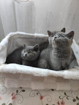 Britské mačiatka, Britská modrá