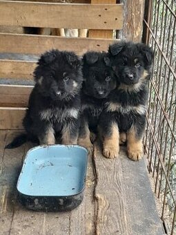 Predám šteňatá N.O.