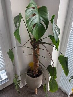 Predam Monsteru albo variegata