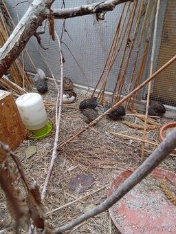 Prepelica čínska, prepeličky-Nitra burza