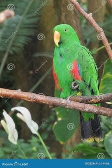 Kúpa eklektus polychrolos