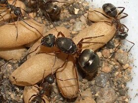 Kolónia mravca Formica cunicularia