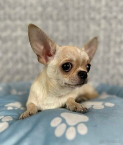 Čivava krátkosrstá mini psík šteniatko - 1