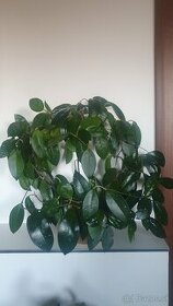 Hoya