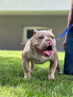 American Bully micro exotic s Pp