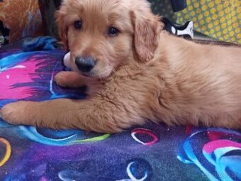 Zlatý retriever fenka
