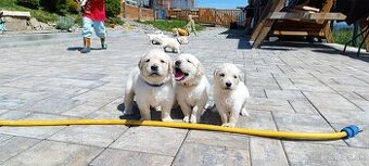 Golden Retriver šteniatka