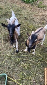 Holandské minikozičky, Holandka koza