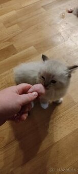mačiatka ragdoll