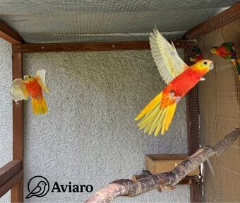 🦜 Neofémy červenobruché opalíny – mláďatá z chovu Aviaro