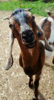 100% Anglonubijsky cap