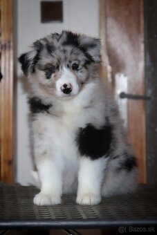 Australsky ovčiak s PP - 1