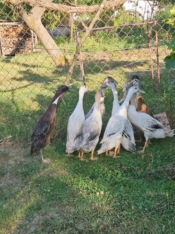 Predám Indické bežce