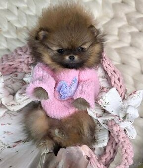 Pomeranian mini girl